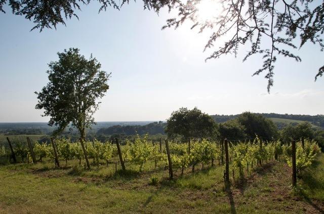 Chateau Fauchey Bed & Breakfast Cadillac Dış mekan fotoğraf